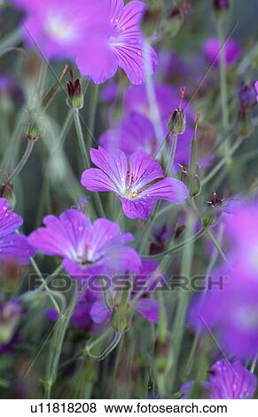 Close-up of mauve geranium View Large Photo Image Stock Photo - Close-up of mauve geranium. Fotosearch