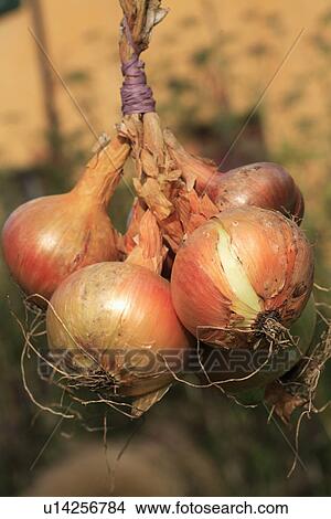 Picture - Close up of onions. Fotosearch