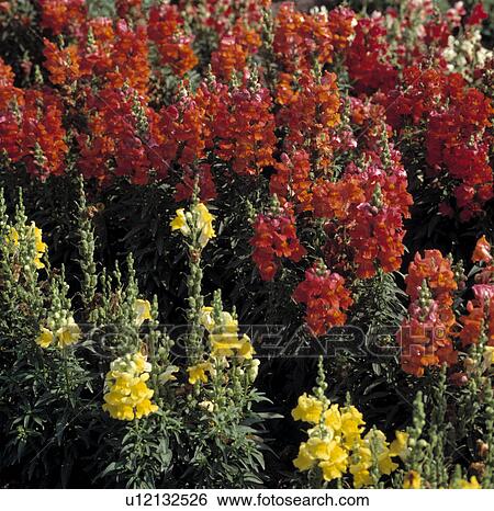 close-up of orange and yellow antirrhinums View Large Photo Image Stock Photograph - close-up of orange and yellow antirrhinums. Fotosearch