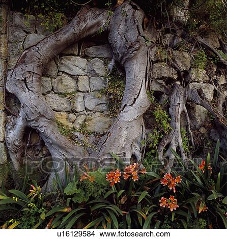 Picture - Close-up of orange clivia against wall with large tree roots. Fotosearch