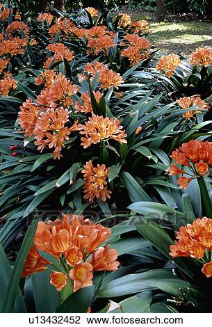 Close-up of orange clivia View Large Photo Image Stock Image - Close-up of orange clivia. Fotosearch