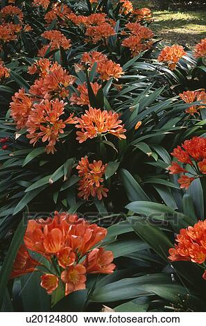 Stock Image - Close-up of orange clivia. Fotosearch