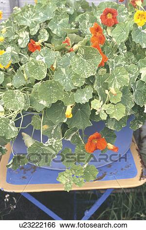 Close-up of orange nasturtiums in blue pot on small blue table in garden View Large Photo Image Stock Photograph - Close-up of orange nasturtiums in blue pot on small blue table in garden. Fotosearch
