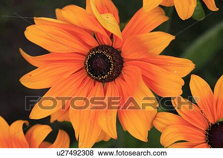 Stock Photo - Close up of orange Rudbeckia flowers. Fotosearch
