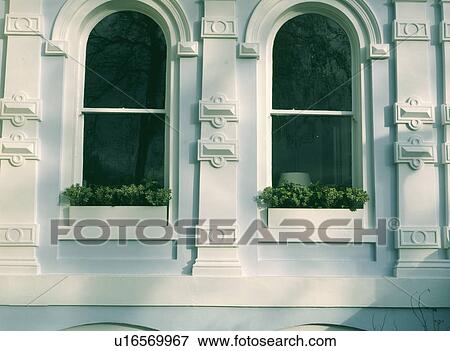 Close up of ornate plasterwork and arched sash windows with buxus in windowboxes View Large Photo Image Stock Photo - Close up of ornate plasterwork and arched sash windows with buxus in windowboxes. Fotosearch