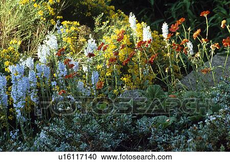 Close-up of pale blue veronica and orange helenium View Large Photo Image Stock Image - Close-up of pale blue veronica and orange helenium. Fotosearch