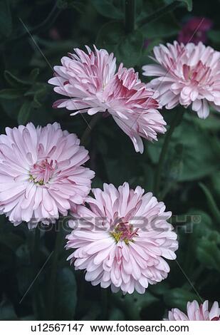 Stock Photo - Close up of pale pink chrysanthemums. Fotosearch