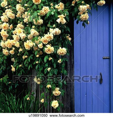 Stock Image - Close-up of pale yellow roses on bright blue garden door. Fotosearch