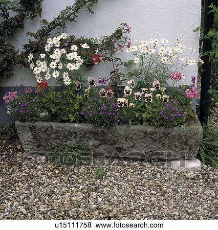 Stock Photo - Close-up of pansies and white daisies in stone sink. Fotosearch