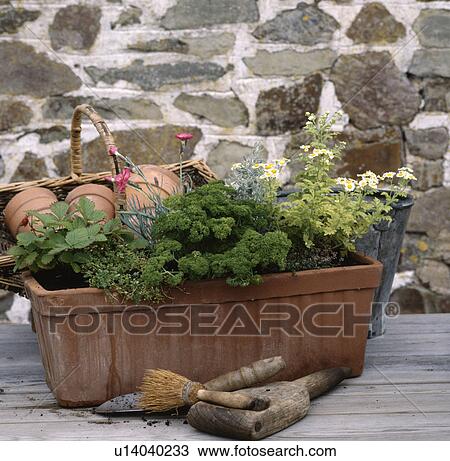 Stock Image - Close-up of parsley & feverfew with thyme & strawberry plant in terracotta trough on table with brush & wooden dibber. Fotosearch