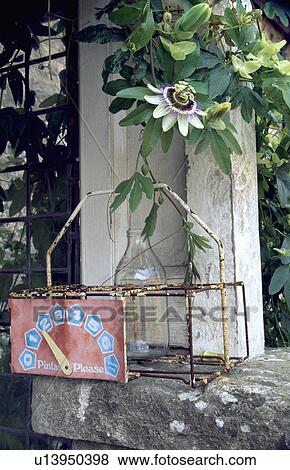 Close-up of passionflower above old milk crate View Large Photo Image Stock Photo - Close-up of passionflower above old milk crate. Fotosearch