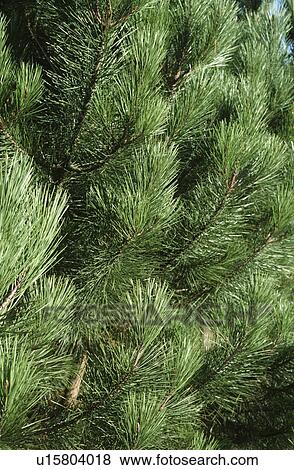 Close-up of pine tree leaves View Large Photo Image Stock Photo - Close-up of pine tree leaves. Fotosearch