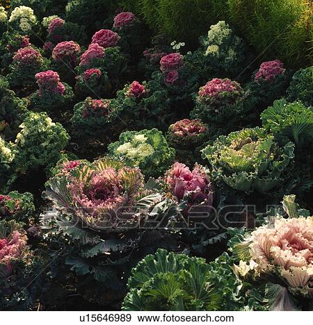 Close-up of pink and green ornamental cabbages View Large Photo Image Stock Photo - Close-up of pink and green ornamental cabbages. Fotosearch