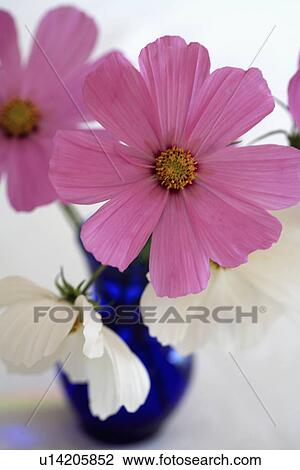 Stock Image - Close up of pink and white cosmos in blue vase. Fotosearch