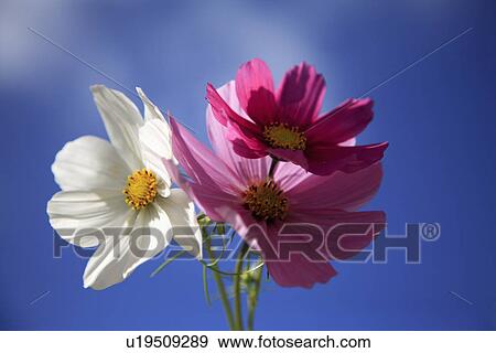 Stock Photo - Close up of pink and white cosmos flowers. Fotosearch