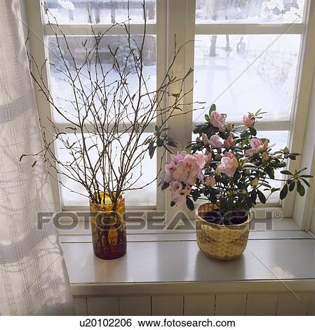 Close-up of pink azalea in basket and twigs in vase on window sill View Large Photo Image Stock Photograph - Close-up of pink azalea in basket and twigs in vase on window sill. Fotosearch