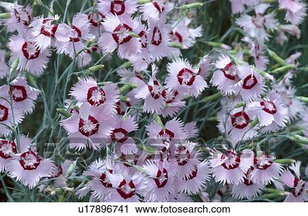 Close up of pink dianthus "Daphne" View Large Photo Image Stock Image - Close up of pink dianthus "Daphne". Fotosearch