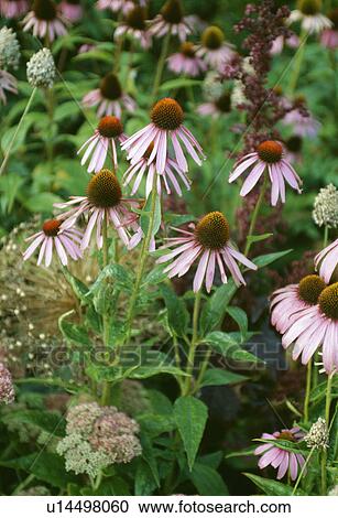 Close-up of pink Echinacea View Large Photo Image Stock Image - Close-up of pink Echinacea. Fotosearch