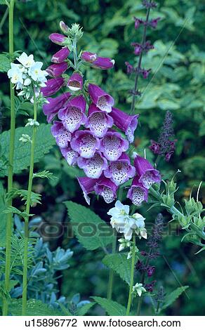 Close-up of pink foxglove and white polemonium View Large Photo Image Stock Image - Close-up of pink foxglove and white polemonium. Fotosearch