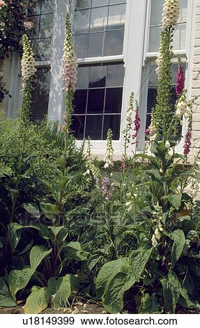 Stock Photo - Close-up of pink foxgloves in front of window. Fotosearch