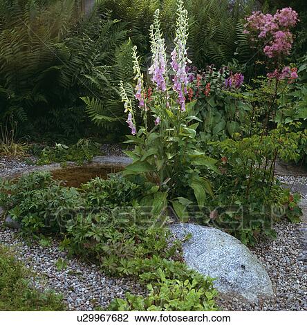 Stock Image - Close-up of pink foxgloves. Fotosearch