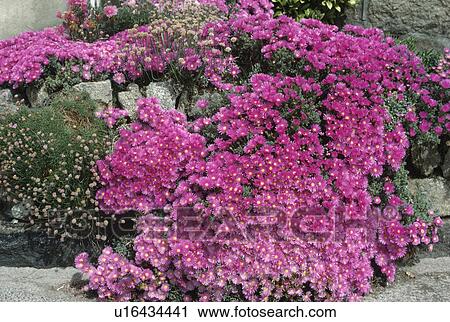 Close up of pink mesembryanthemum View Large Photo Image Stock Image - Close up of pink mesembryanthemum. Fotosearch