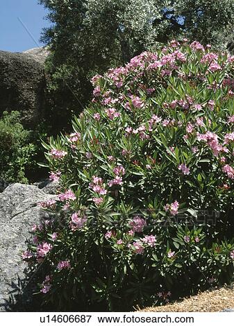 Close up of pink oleander View Large Photo Image Stock Photo - Close up of pink oleander. Fotosearch
