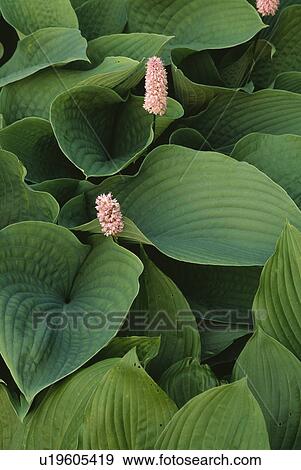 Stock Photo - close-up of pink polygonum persicaria. Fotosearch