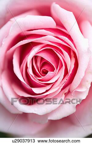 Close-up of pink rose View Large Photo Image Stock Image - Close-up of pink rose. Fotosearch
