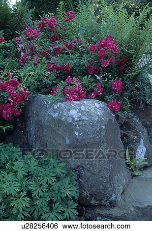 Close-up of pink roses on large smooth rock View Large Photo Image Stock Photograph - Close-up of pink roses on large smooth rock. Fotosearch