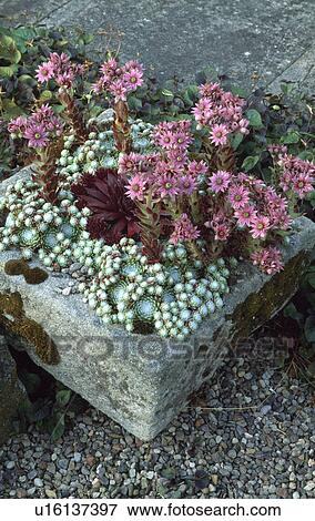 Stock Photo - Close-up of pink sempervivum in Alpine sink. Fotosearch