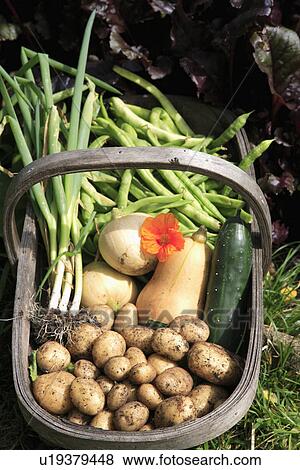 Close up of potatoes with green beans and squash in wooden trug View Large Photo Image Stock Photo - Close up of potatoes with green beans and squash in wooden trug. Fotosearch