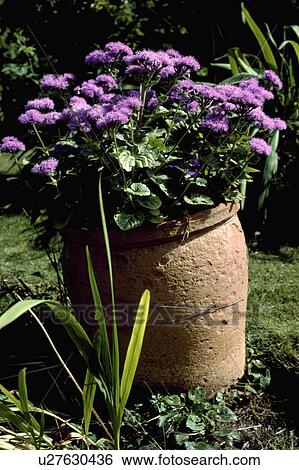 Stock Photograph - Close up of purple ageratum in old terracotta pot. Fotosearch