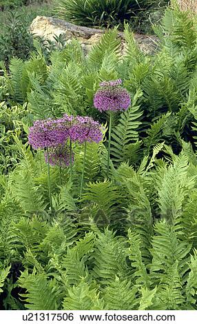 Close-up of purple allium and green ferns View Large Photo Image Stock Photograph - Close-up of purple allium and green ferns. Fotosearch
