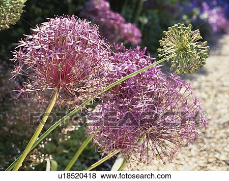 Stock Photo - Close-up of purple alliums. Fotosearch