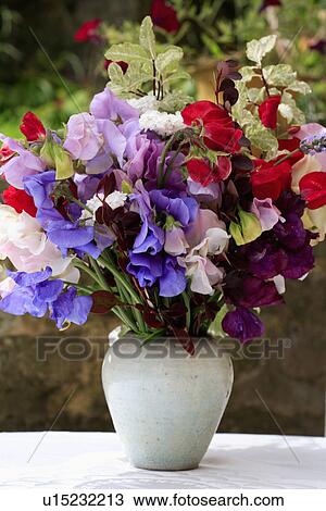 Stock Image - Close up of purple and red sweetpeas in white vase. Fotosearch