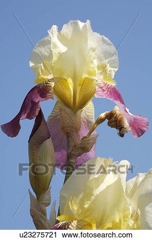 Close-up of purple and yellow bearded iris View Large Photo Image Stock Image - Close-up of purple and yellow bearded iris. Fotosearch