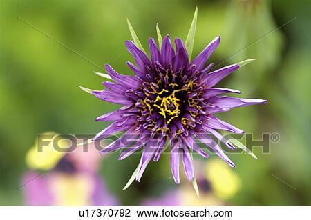 Stock Image - Close-up of purple aster. Fotosearch