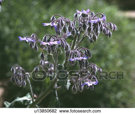 Close-up of purple borage flowers View Large Photo Image Stock Image - Close-up of purple borage flowers. Fotosearch