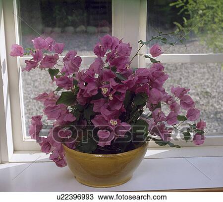 Stock Image - Close-up of purple bougainvillea in pot on window sill. Fotosearch
