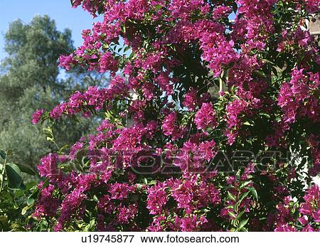 Stock Photo - Close up of purple bougainvillea. Fotosearch