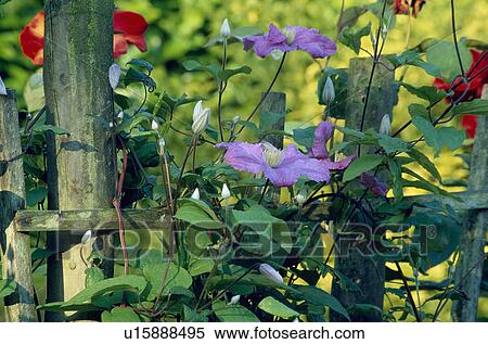 Stock Photography - Close-up of purple clematis on wooden fence. Fotosearch
