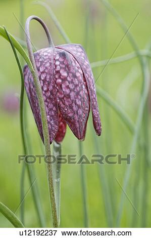 Stock Photo - Close-up of purple fritillaria melagris. Fotosearch