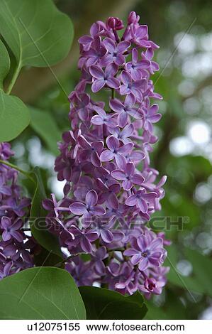 Close-up of purple lilac flowerhead View Large Photo Image Stock Photography - Close-up of purple lilac flowerhead. Fotosearch