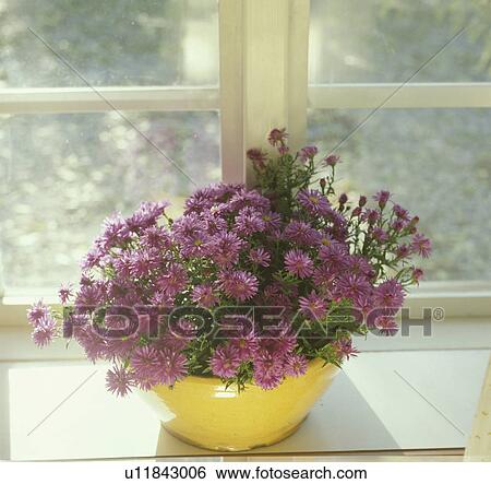 Close-up of purple Michaelmas daisies in yellow vase on window sill View Large Photo Image Stock Photograph - Close-up of purple Michaelmas daisies in yellow vase on window sill. Fotosearch