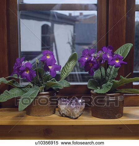 Stock Photography - Close-up of purple streptocarpus in pots on window sill with amethyst crystal. Fotosearch