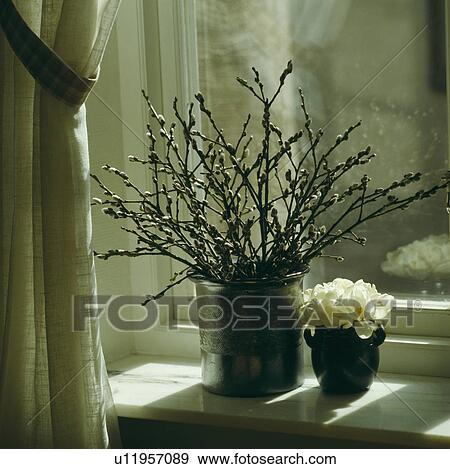 Stock Photo - Close-up of pussy-willow branches in ceramic pot on windowsill. Fotosearch