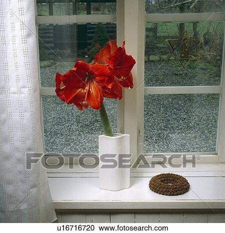 close-up of red amaryllis flowers in white ceramic vase on window sill View Large Photo Image Stock Image - close-up of red amaryllis flowers in white ceramic vase on window sill. Fotosearch