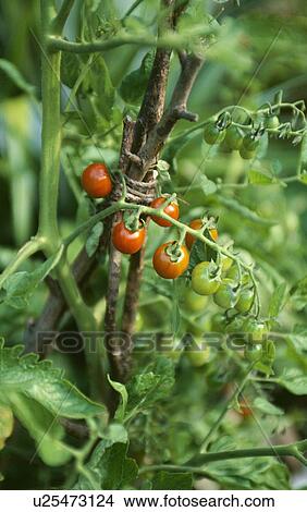 Close-up of red and green tomatoes on twig support tied with twine View Large Photo Image Picture - Close-up of red and green tomatoes on twig support tied with twine. Fotosearch
