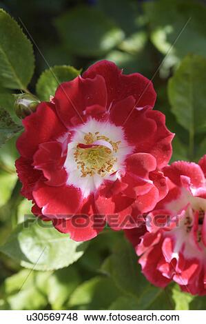 Stock Photo - Close-up of red and white Eye Paint rose. Fotosearch
